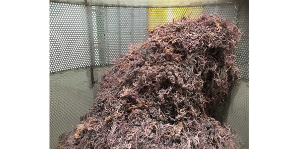 What Filtering Aid is Used for the Hot Gel Filtration of Carrageenan?